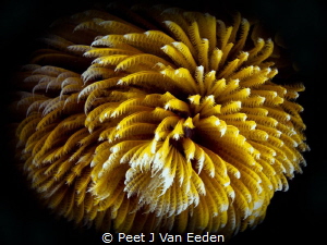 The yellow variant of a feather duster worm by Peet J Van Eeden 
